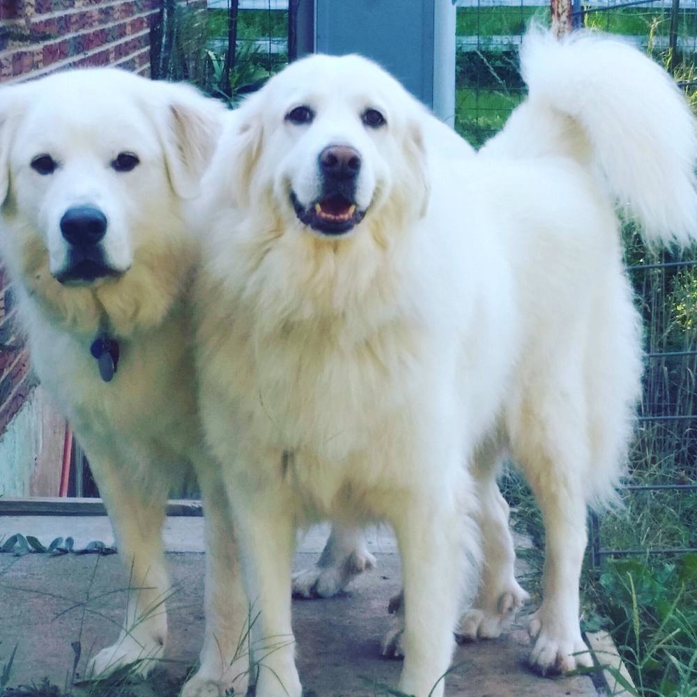 Meet your Posher, Lara
